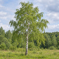 European White Birch — whole plant