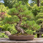Bonsai Pine Mix — whole plant
