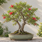 Bottlebrush (Callistemon citrinus) — AI-generated mature bonsai illustration