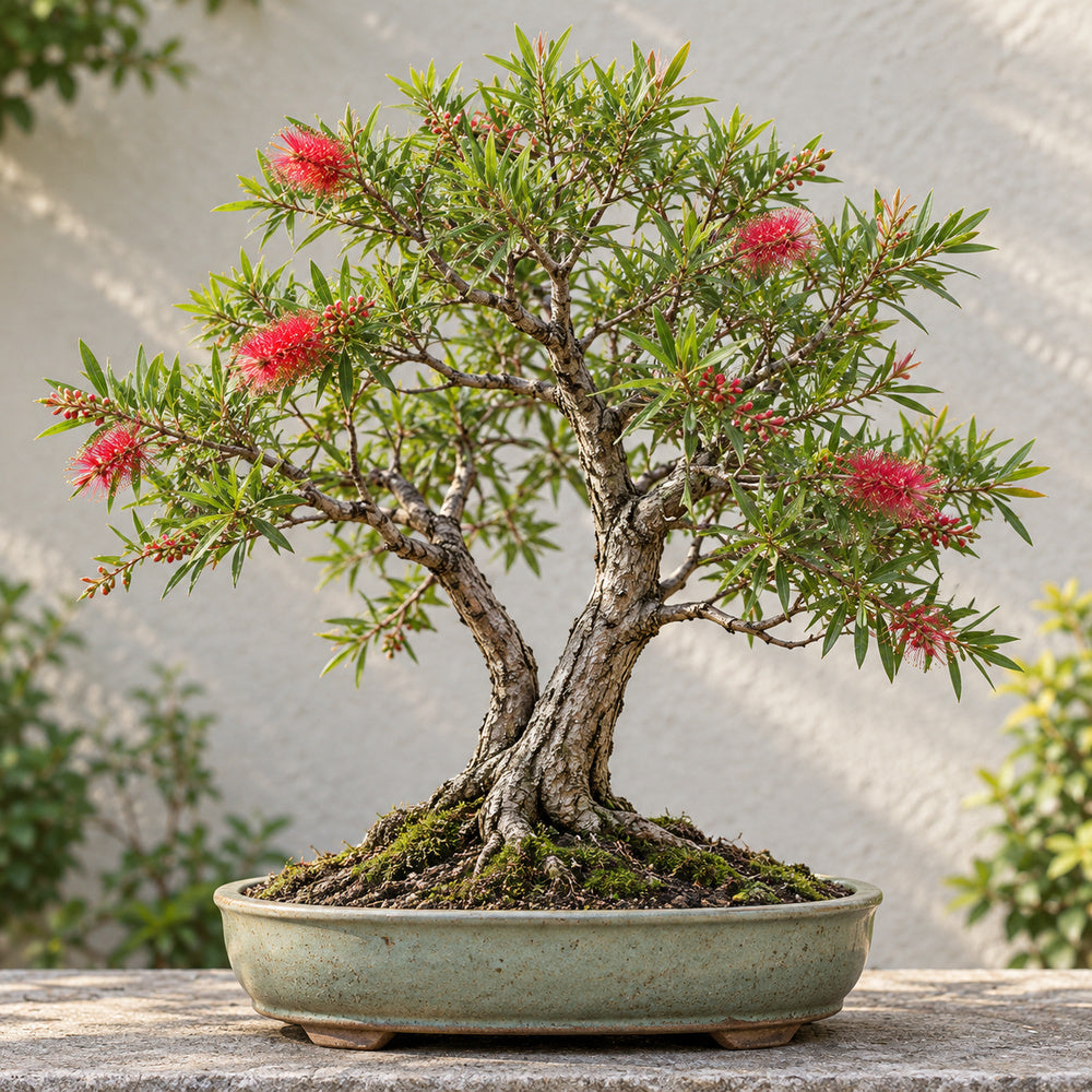 Bottlebrush (Callistemon citrinus) — AI-generated mature bonsai illustration