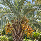 Pindo Palm — close-up, AI-generated botanical illustration