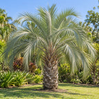Pindo Palm — whole plant, AI-generated botanical illustration
