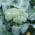 Green Sprouting Calabrese, Broccoli Seed