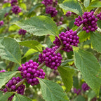 American Beautyberry — close-up, AI-generated botanical illustration