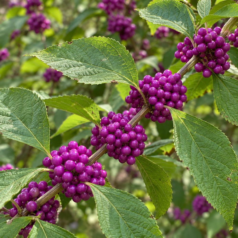American Beautyberry — close-up, AI-generated botanical illustration