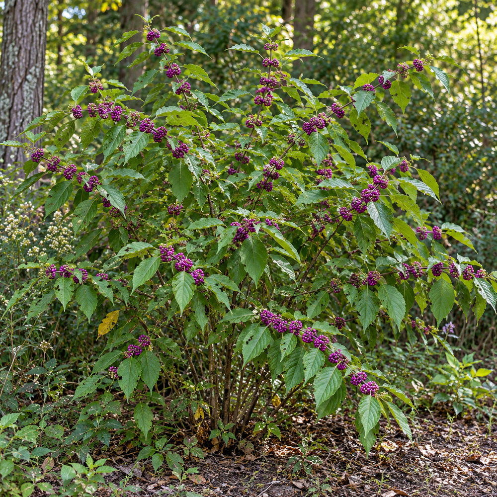 American Beautyberry — whole plant, AI-generated botanical illustration