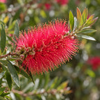 Bottlebrush — close-up