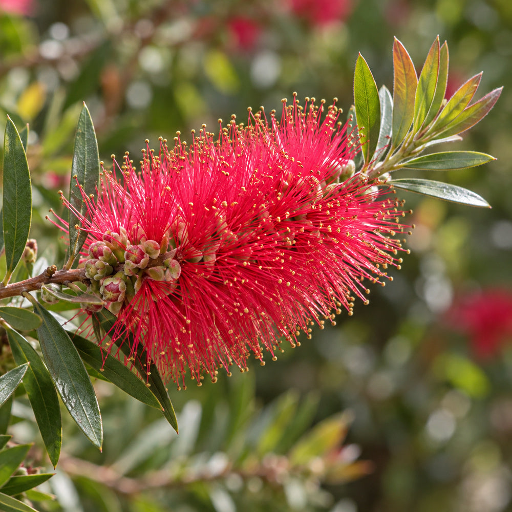 Bottlebrush — close-up
