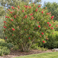 Bottlebrush — whole plant
