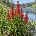 Cardinal Flower, Lobelia Seed