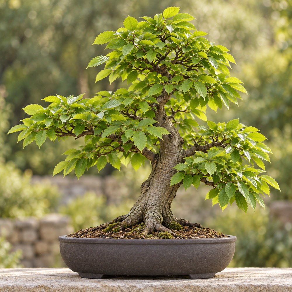 European Hornbeam (Carpinus betulus) — AI-generated mature bonsai illustration