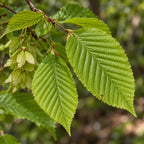 European Hornbeam — close-up