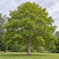 European Hornbeam — whole plant
