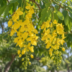 Golden Shower Tree — close-up