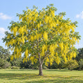Golden Shower Tree — whole plant