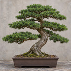 Cedar of Lebanon (Cedrus libani) — AI-generated mature bonsai illustration