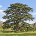 Cedar of Lebanon — whole plant