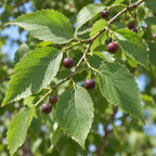 Hackberry (Celtis occidentalis) — close-up, AI-generated botanical illustration