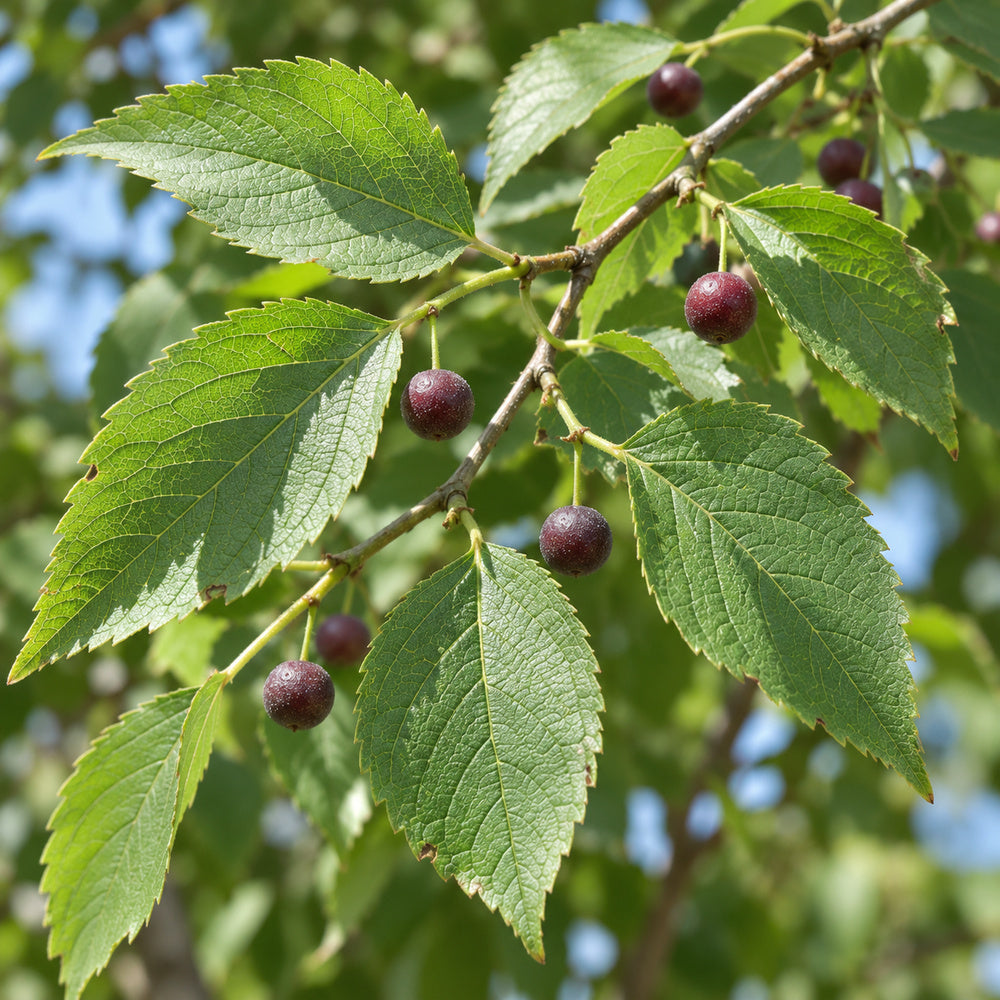 Hackberry (Celtis occidentalis) — close-up, AI-generated botanical illustration