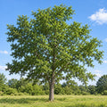 Hackberry (Celtis occidentalis) — whole plant, AI-generated botanical illustration