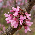 Eastern Redbud — close-up, AI-generated botanical illustration