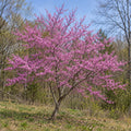 Eastern Redbud — whole plant, AI-generated botanical illustration