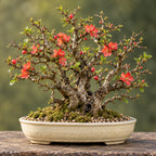 Flowering Quince (Chaenomeles speciosa) — AI-generated mature bonsai illustration