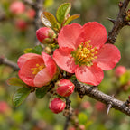 Flowering Quince — close-up