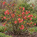Flowering Quince — whole plant