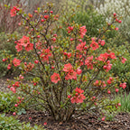 Flowering Quince — whole plant
