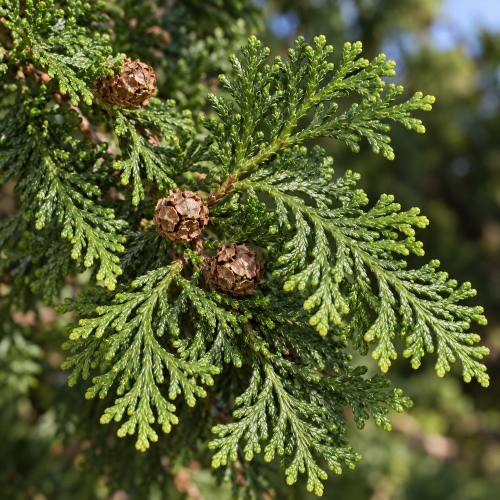 Hinoki Cypress (Chamaecyparis obtusa) — close-up, AI-generated botanical illustration