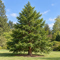 Hinoki Cypress (Chamaecyparis obtusa) — whole plant, AI-generated botanical illustration
