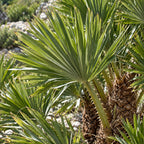 European Fan Palm — close-up