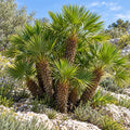 European Fan Palm — whole plant