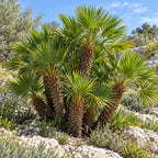 European Fan Palm — whole plant