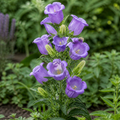 Champion Pro Lavender, (F1) Bellflower Seed