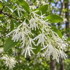 White Fringe Tree — close-up, AI-generated botanical illustration