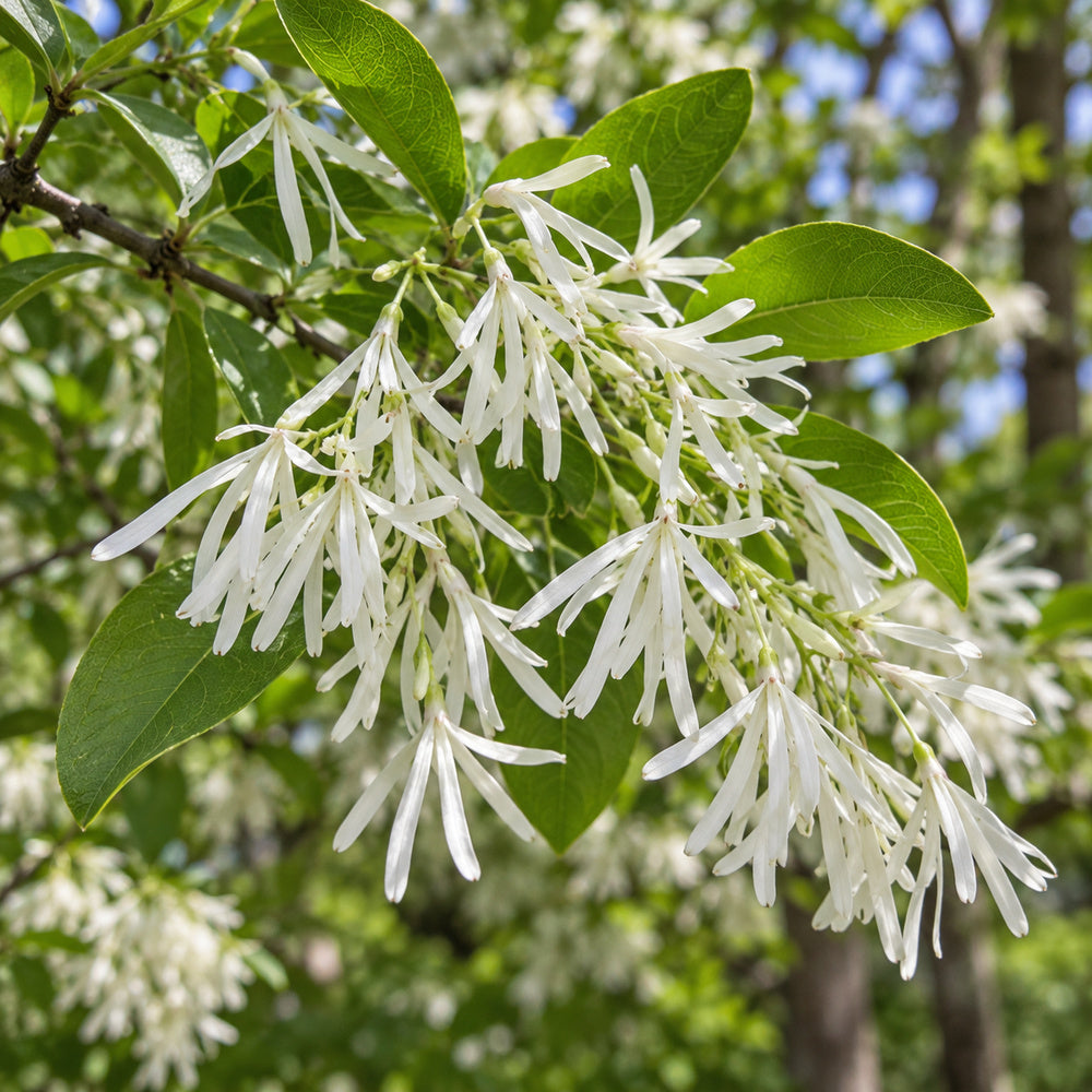 White Fringe Tree — close-up, AI-generated botanical illustration