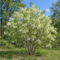 White Fringe Tree — whole plant, AI-generated botanical illustration