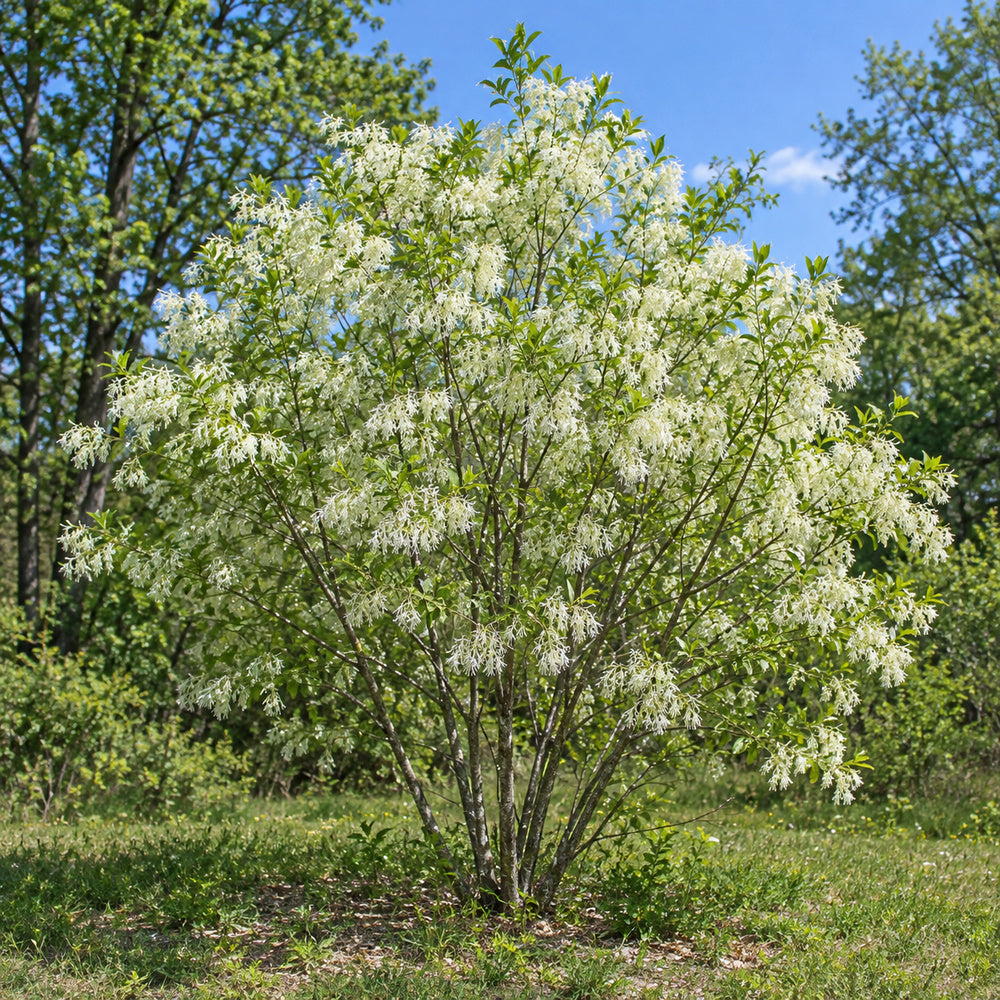 White Fringe Tree — whole plant, AI-generated botanical illustration