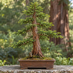 Coast Redwood (Sequoia sempervirens) — AI-generated mature bonsai illustration