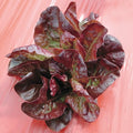 Continuity, Lettuce Seeds