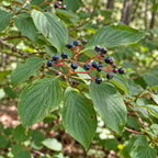 Pagoda Dogwood — close-up, AI-generated botanical illustration