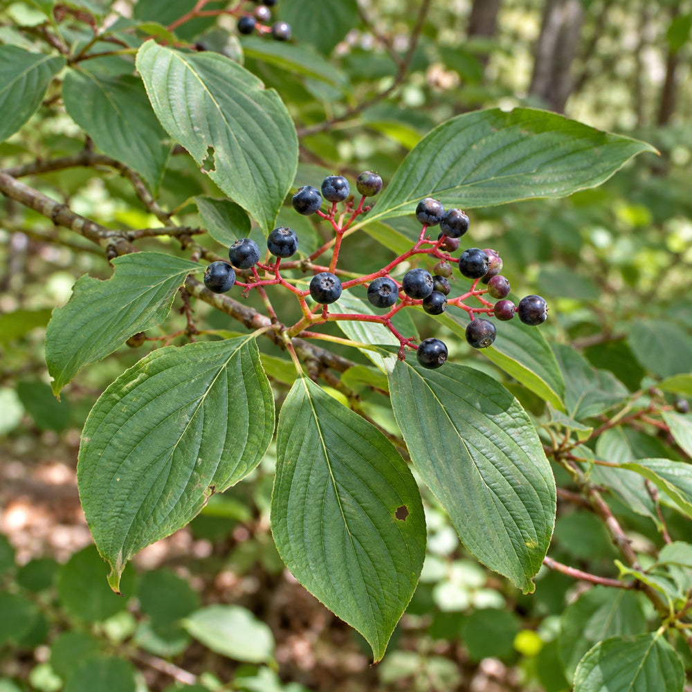 Pagoda Dogwood — close-up, AI-generated botanical illustration