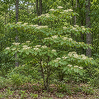 Pagoda Dogwood — whole plant, AI-generated botanical illustration