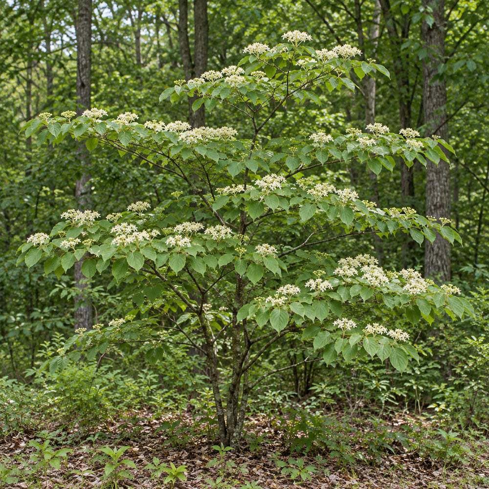 Pagoda Dogwood — whole plant, AI-generated botanical illustration