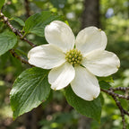 Pacific Dogwood — close-up