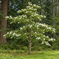 Pacific Dogwood — whole plant