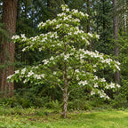 Pacific Dogwood — whole plant