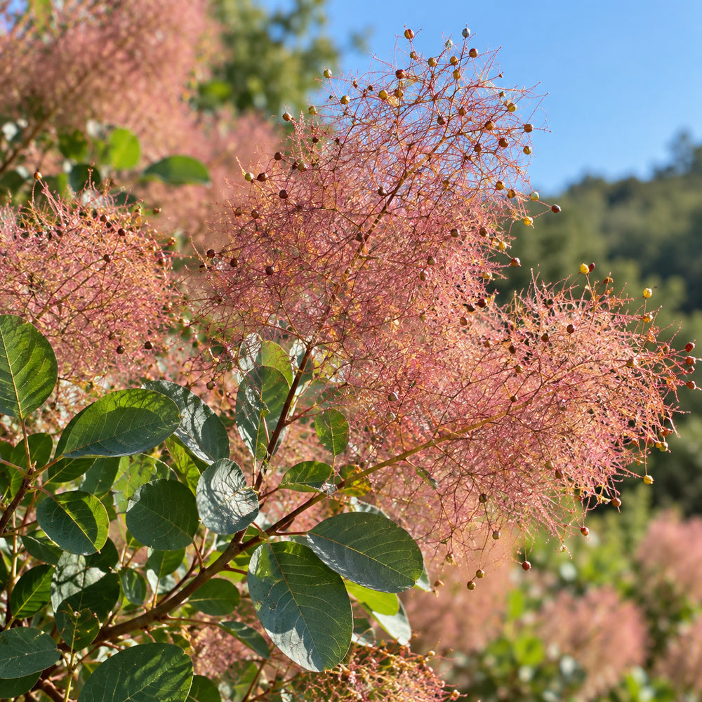 Smokebush — close-up, AI-generated botanical illustration